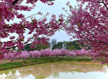 百萬櫻花園1