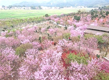 百萬櫻花園3